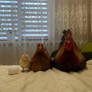 Скупка саба