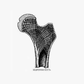 Бедренная Кость