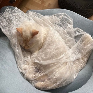 ⋆˙за тюлевой дымкой⋆.˚