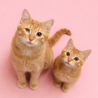 Tisha_cat🐈🌷🐈