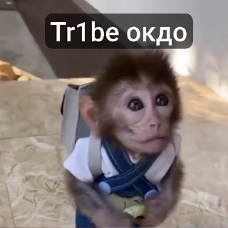 Tr1be окдо