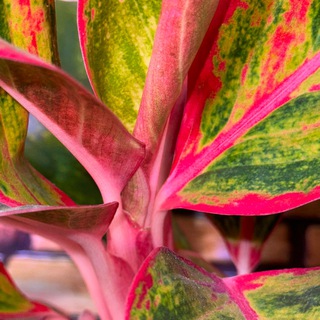 Наш цветочный дворик🌳