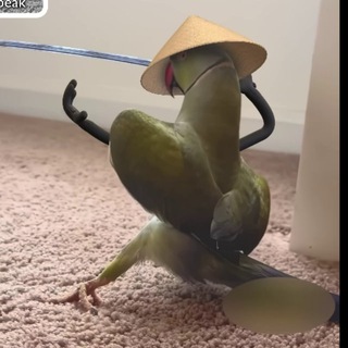 Тюнинг птичек