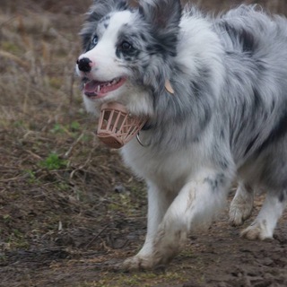 Хвост бордера.