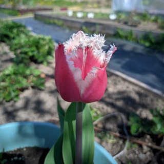 Урожайные Секреты! 🌱