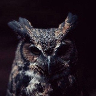 Правовая Школа