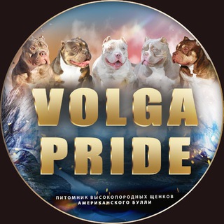 Питомник Ам Булли | VOLGA PRIDE