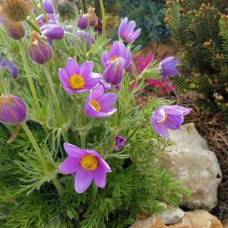 Журнал садовода любителя