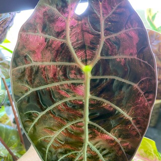 Вариегатные растения