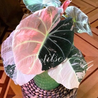 ВАРИЕГАТНЫЙ ДНЕВНИК