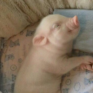 Vasilichek CS2 | ХАЛЯВА