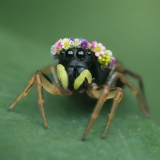 Всё дело в Пауках🕷