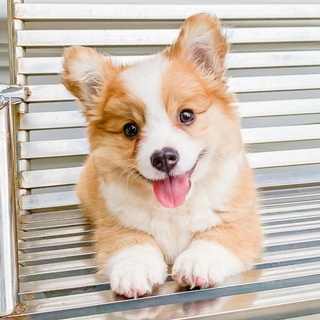 Ветеринария и зоология