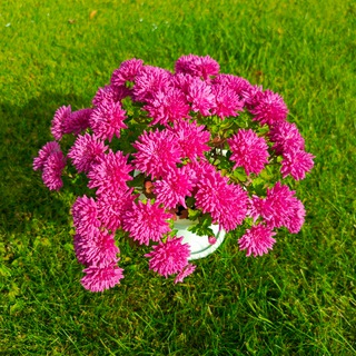 Комнатные и садовые цветы 🥀