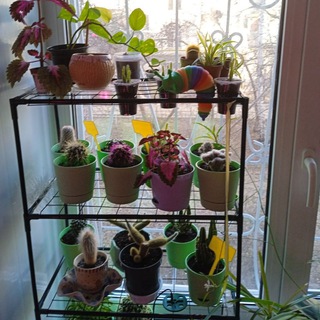 💚VladaPlants🌿🌵