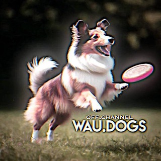 🩷𝑾𝑨𝑼..𝑫𝑶𝑮𝑺ᶜʰᵃᶰᶰᵉᶫ🫀