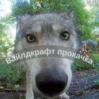 🐇Вᴀйᴧдᴋᴩᴀɸᴛ|Пᴩᴏᴋᴀчᴋᴀ|☘