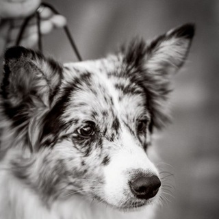 Winfly - питомник бордер колли и папийонов