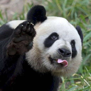 Большая Пандa 🐼