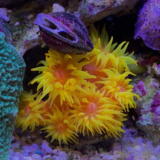 Мир беззвучной красоты