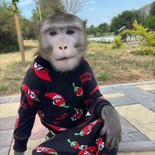 ЯХА СУЕТОЛОГ