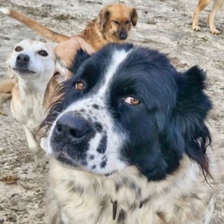 Помогаем Животным