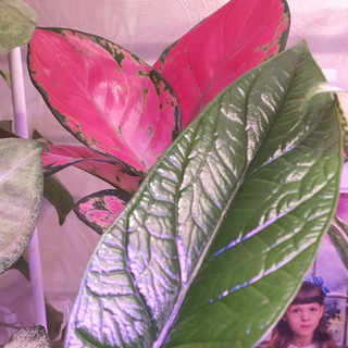 ЯнинаС - Цветочки Горшочки