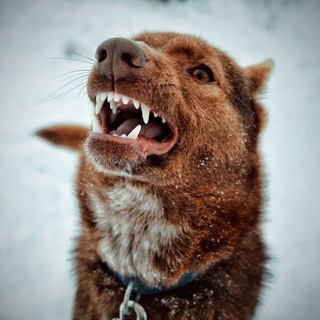 Порез на собаке🧩