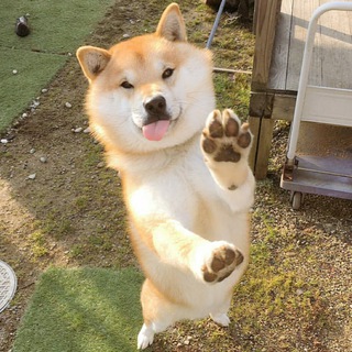 Скачать 🐢 Тока Бока