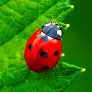 Зеленое Хобби - Лимоны, Цветы, Сад, Дача.