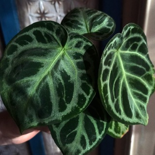 Зелёноголик