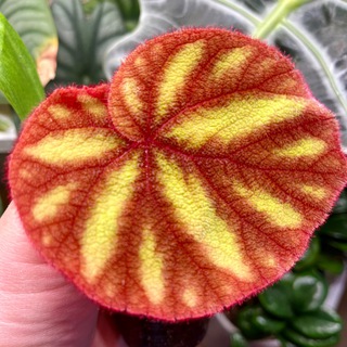 🌱Зеленые чудеса🌱