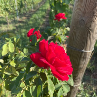 Усадьба Зейбель