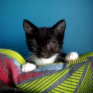 Котобаза тётушки Женуарии 🐈