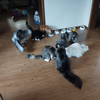 Жизнь котов