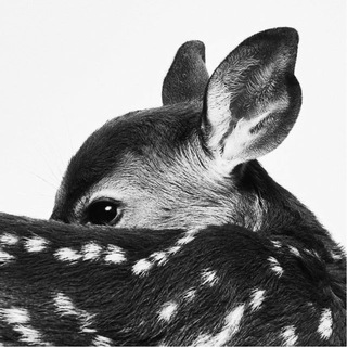 A_bambi