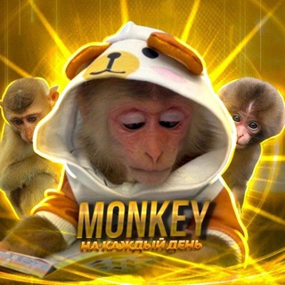 Обезьянки и гифки на каждый день