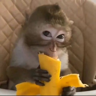 Абизьянские бибизяны