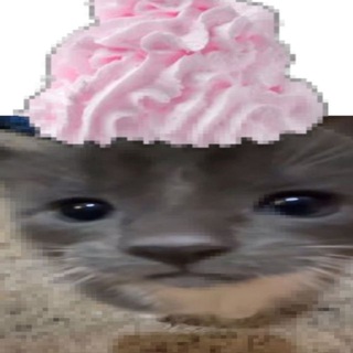 кот аболтус