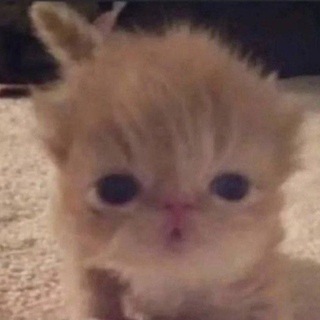 Мысли Микрочеликов 🌸