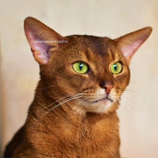 Абиссинские и ориентальные котята Mirrorofsoul и Siaorifly Купить котёнка