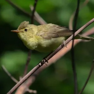 Камышовка в камышах