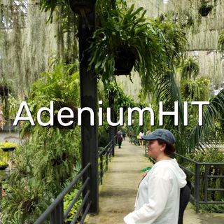 🌸 AdeniumHIT - уютный уголок Лилии Аристовой 🌸