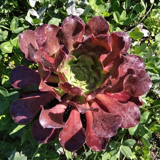 Эониумы Татьяны