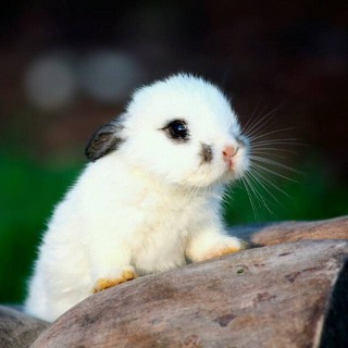 ваняпро228 (nio)