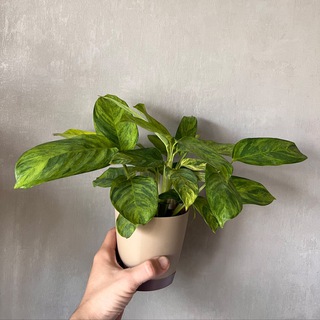 Пацаны сажают 🪴⛰