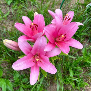 Pro сад и огород👩🏼‍🌾