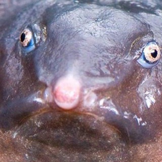 Церковь Свидетелей Ахуя