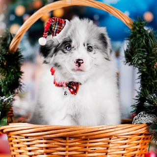 AIRIS / BORDER COLLIE