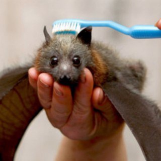 Летучие мышки